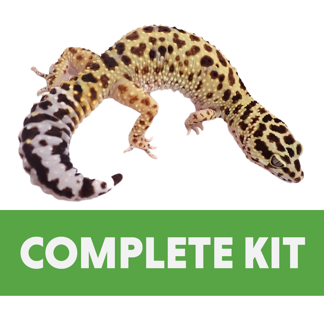 Leopard Gecko Complete Habitat Kit (24x18x12)