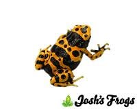Dendrobates leucomelas TADPOLE - Bumblebee Dart Frog