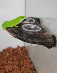 Magnaturals Magnetic Gecko Ledge (Earth)