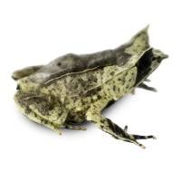Malaysian Horned Frog - Pelobatrachus nasuta (Captive Bred)