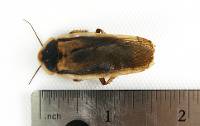 Adult Male Dubia Roach