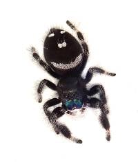 MALE Regal Jumping Spider - Phidippus regius (Captive Bred)