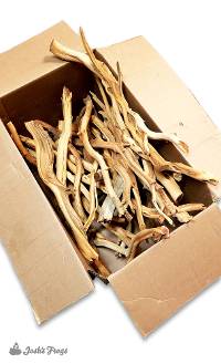 Manzanita Branch Box (30+ pieces)