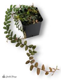 Marcgravia (Grower’s Choice)