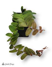 Marcgravia sintenisii - Shingle Plant