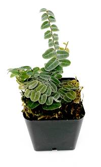 Marcgravia umbellata - Shingle Plant