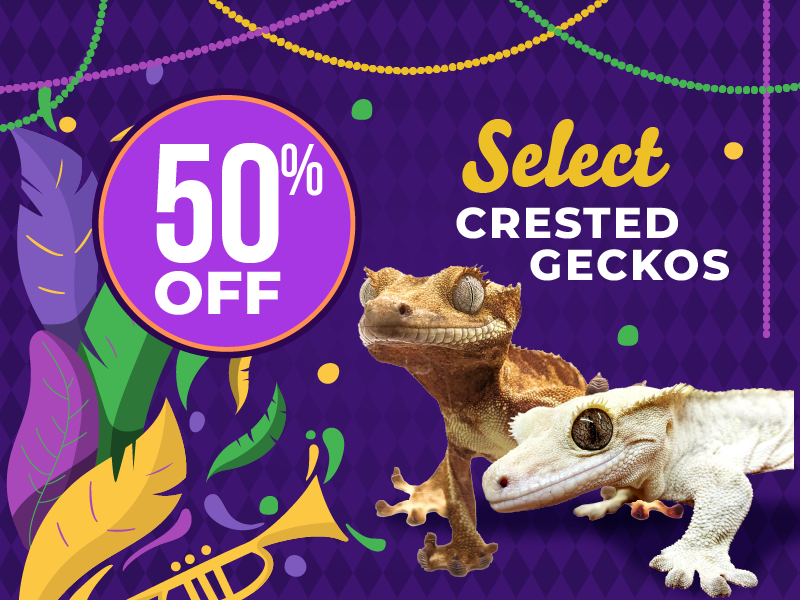 50% Off Select Crested Geckos
