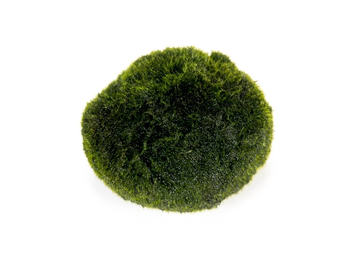 Marimo Moss Balls - 5 pieces -Chladoflora Aegagropila 