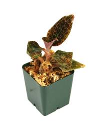 Dossinia marmorata Jewel Orchid