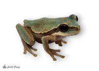 Masked Tree Frog - Smilisca phaeota - Petco 1" minimum