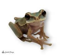 Masked Tree Frog - Smilisca phaeota (Captive Bred)