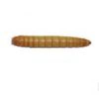 Mealworms (1100 Count)