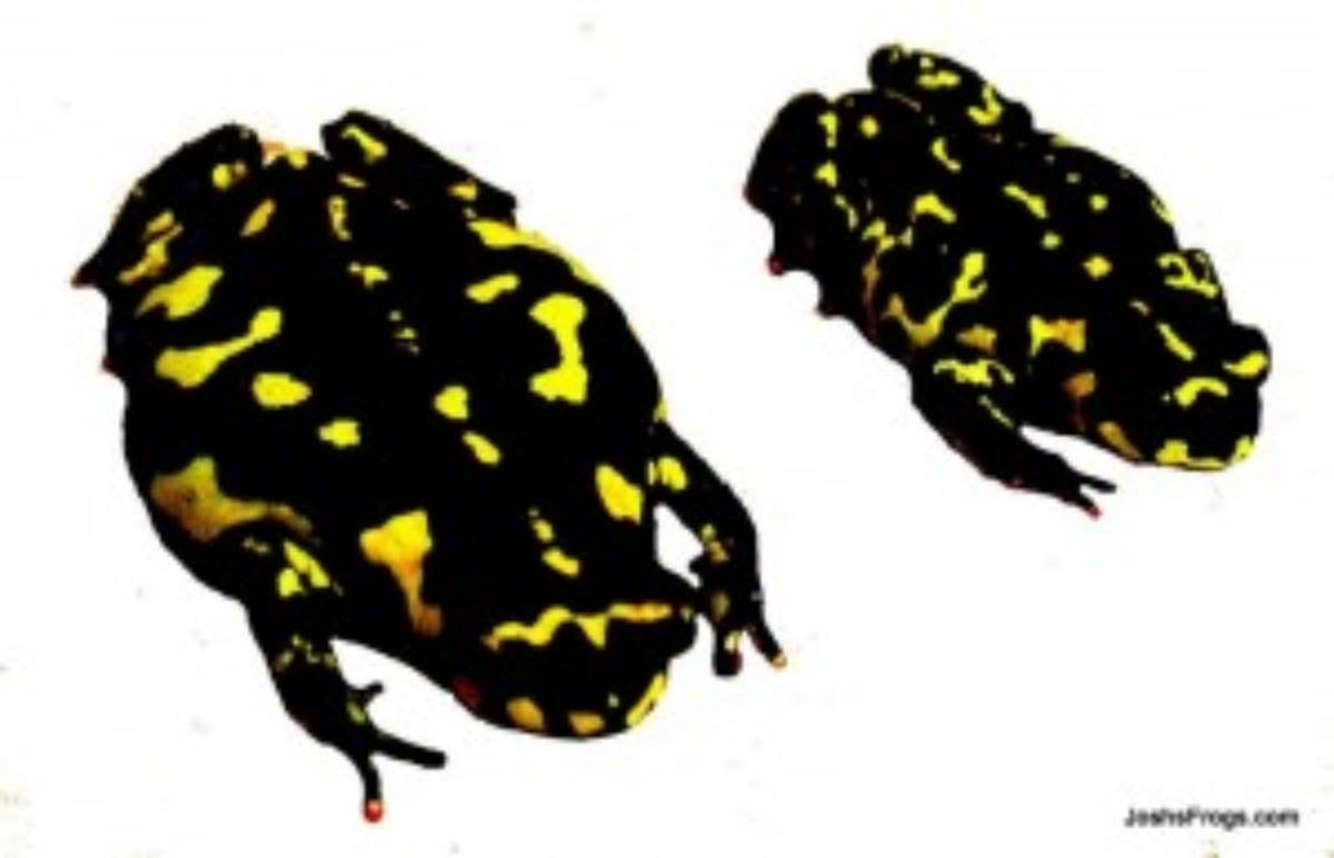 bumble bee toad male and female