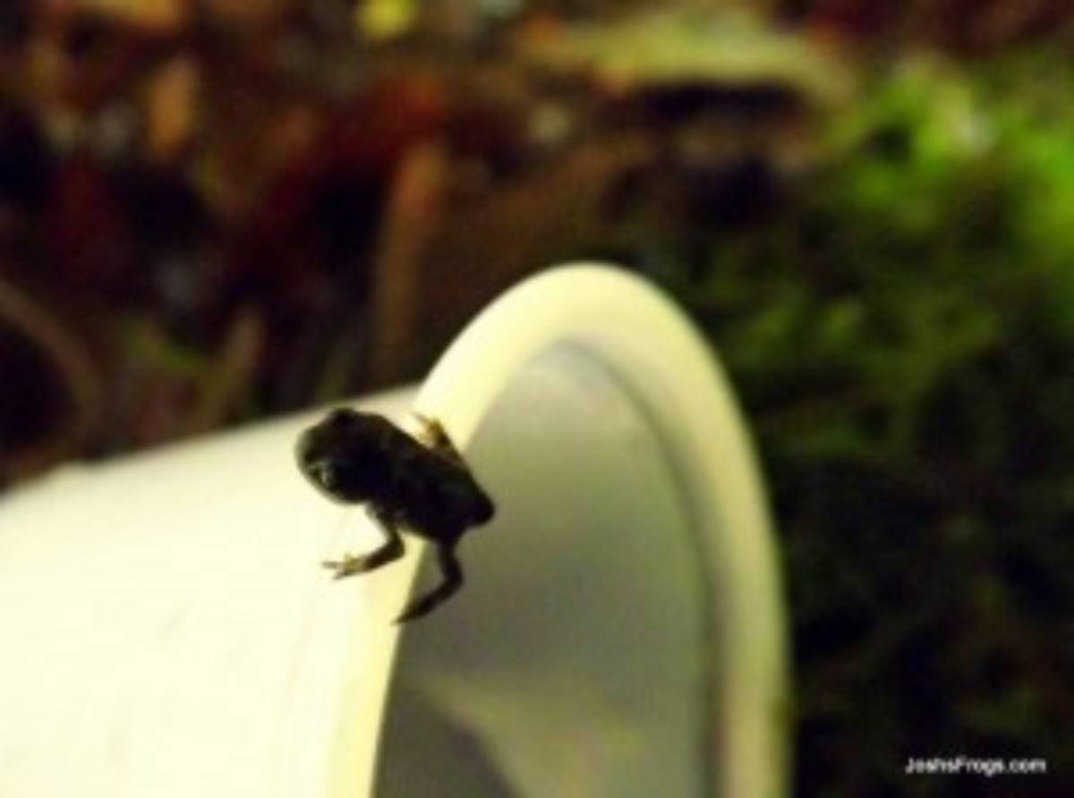 bumble bee toad froglet