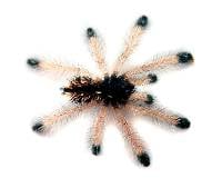 Metallic Pink Toe Tarantula - Avicularia avicularia | 1 inch (Captive Bred)