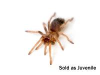 Mexican Flame Knee Tarantula - Brachypelma auratum | 1 inch (Captive Bred)