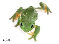 Male Mexican Leaf Frog - Agalychnis dacnicolor (Captive Bred)