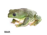 Female Mexican Leaf Frog - Agalychnis dacnicolor (Captive Bred)