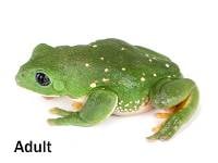 Mexican Leaf Frog - Agalychnis dacnicolor (Captive Bred)