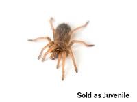 Mexican Pink Tarantula - Brachypelma klaasi | 1 inch (Captive Bred)