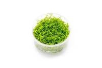 Hemianthus micranthemoides - Pearl Weed (In-Vitro Tissue Culture)