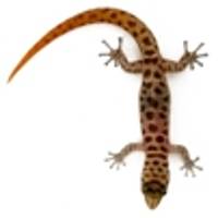 Micro Geckos