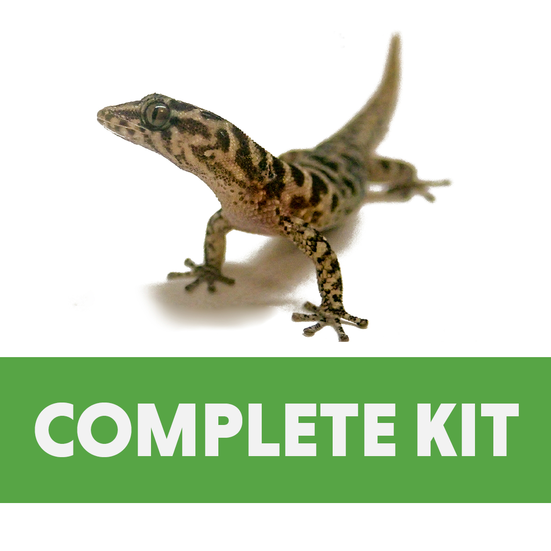 Microgecko Complete Vivarium Kit (8x8x12)