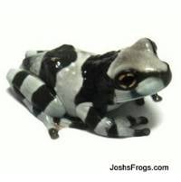 WHOLESALE Amazon Milk Frog (Captive Bred) - 3/4"