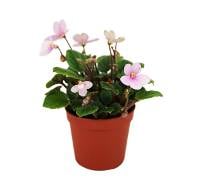 Miniature African Violet (Grower's Choice)