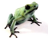 Phyllobates terribilis 'Mint' TADPOLE - Golden Poison Dart Frog