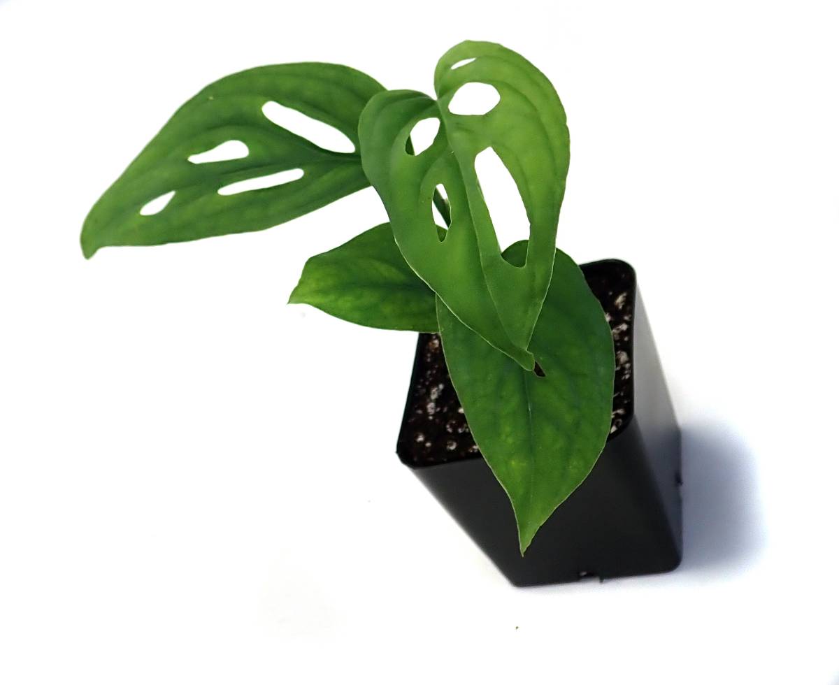 Monstera « Adansonii » - Folia Design