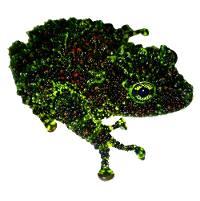 Vietnamese Mossy Frog - Theloderma corticale (Captive Bred)