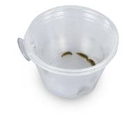 Mounted Suction Feeding Cup for Geckos (4 oz Cup)