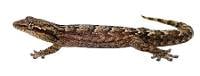 WHOLESALE Mourning Gecko - Lepidodactylus lugubris (Captive Bred)