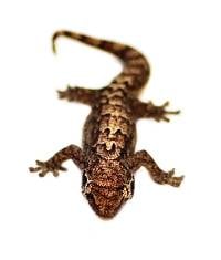 Mourning Gecko (Adult) - Lepidodactylus lugubris (Captive Bred)