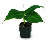 Musa ‘Little Prince’ PP15,255 - Banana Tree