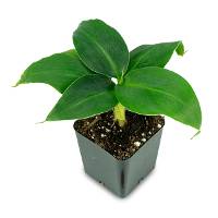 Musa ‘Truly Tiny' - Banana Tree