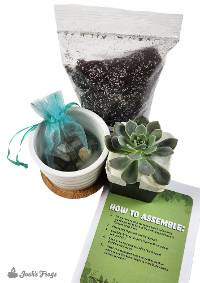 Nature Connection Kit: Succulent Planter
