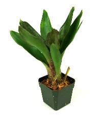 Neoregelia 'Lilli Marlene' Bromeliad
