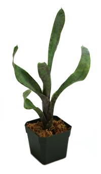 Neoregelia lilliputiana x smithii Bromeliad