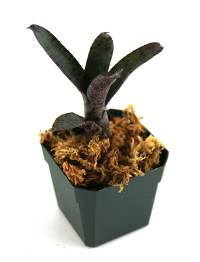 Neoregelia 'Midget' Bromeliad