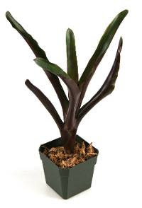 Neoregelia 'Red Bird' Bromeliad