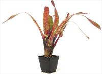 Neoregelia laevis Bromeliad