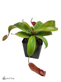 Nepenthes 'Lady Luck'