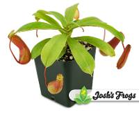 Nepenthes ventricosa 'Red' Pitcher Plant
