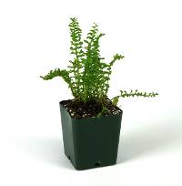Nephrolepis exaltata 'Emina'
