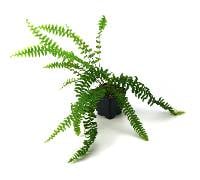 Nephrolepis exaltata - True Boston Fern (4" pot)