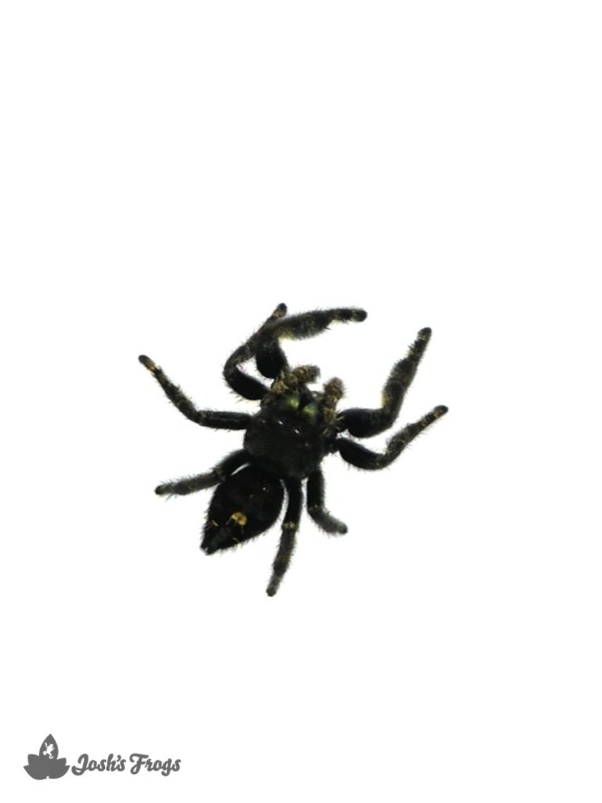 Bold Jumping Spider  Phidippus adax - 40% OFF