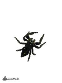 Bold Jumping Spider - Phidippus audax (Captive Bred)