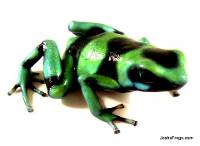 Dendrobates auratus 'Nicaraguan Green & Black' | Green and Black Poison Dart Frog (Captive Bred) 